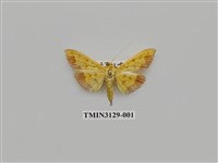 藏品(螟蛾249)的圖片